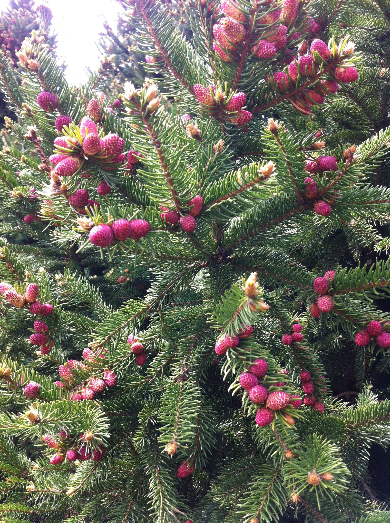 Picea abies Ohlendorffii Ohlendorff's Norway Spruce