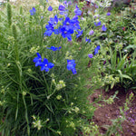 Delphinium grandiflorum Blue Butterfly Blue Butterfly Chinese Larkspur