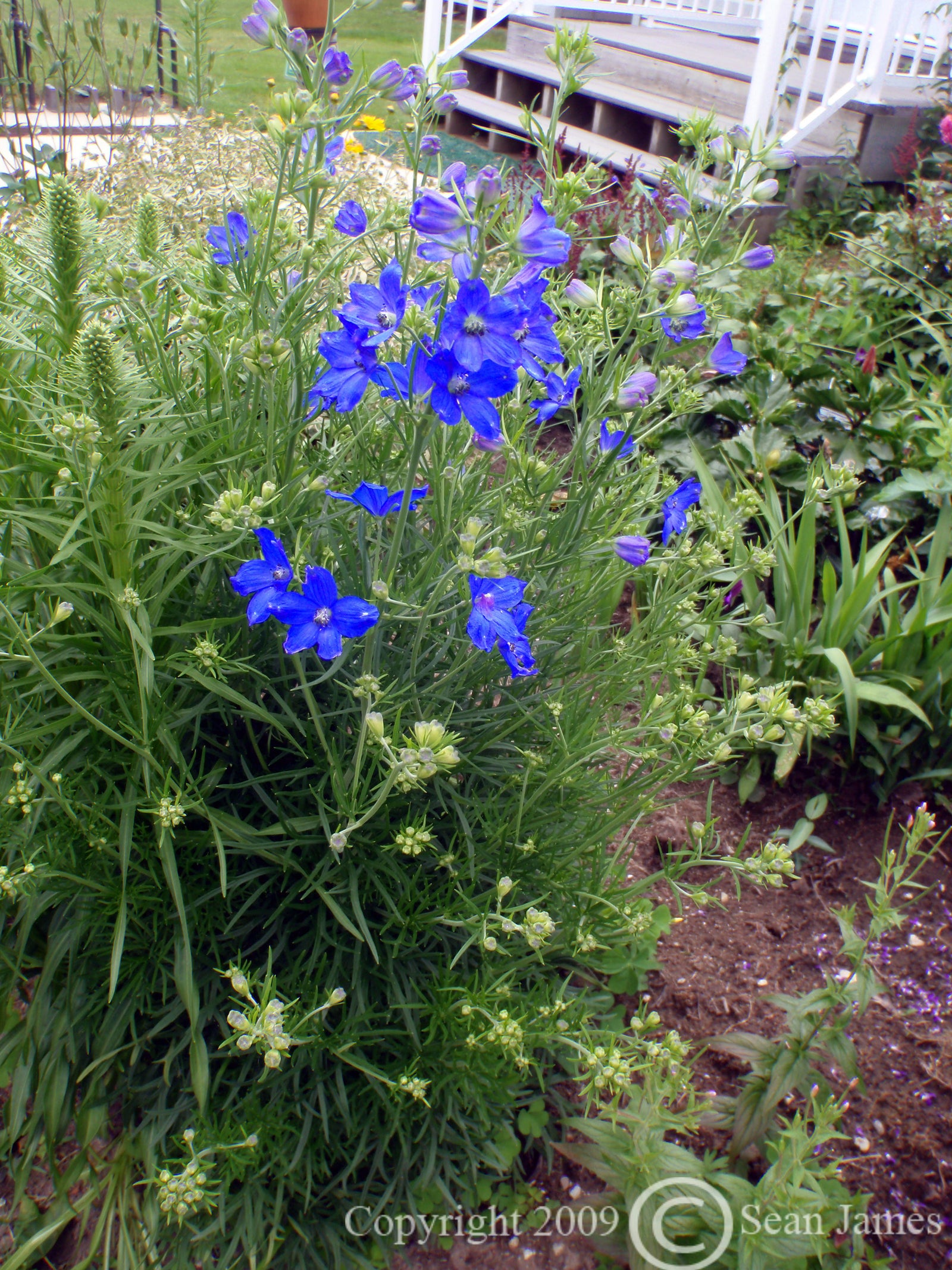 Delphinium grandiflorum Blue Butterfly Blue Butterfly Chinese Larkspur