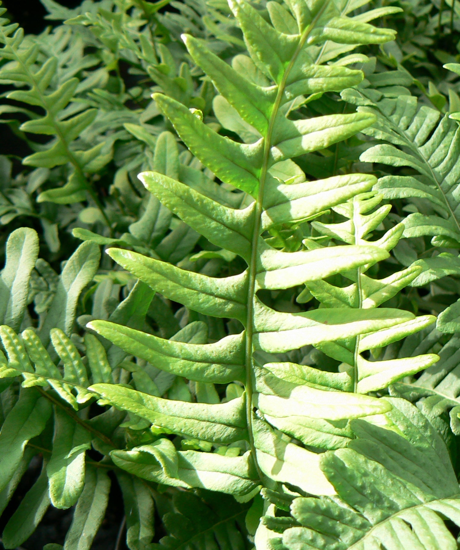 Polypodium vulgare Wall Fern