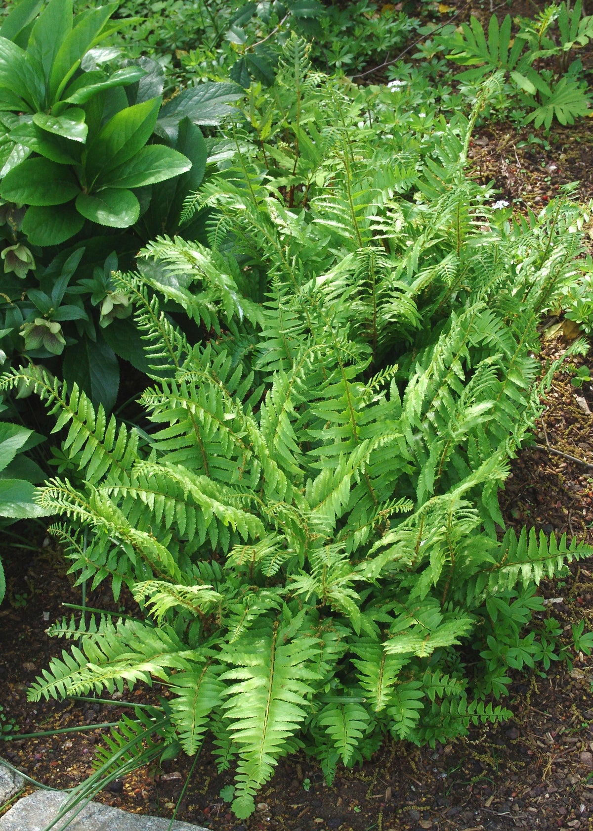 Boston Fern Christmas Tree