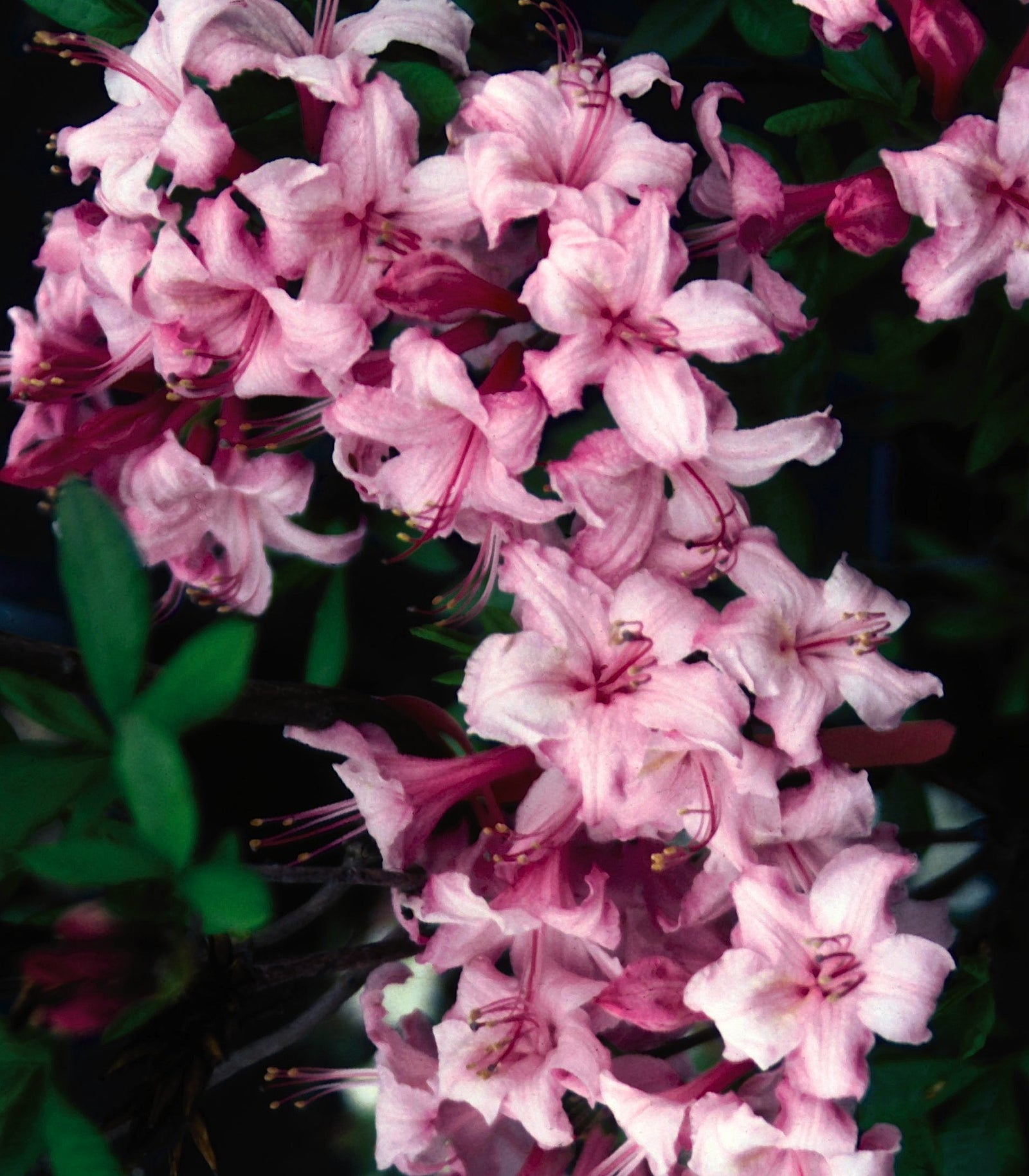 Azalea Candy Lights Candy Lights Azalea