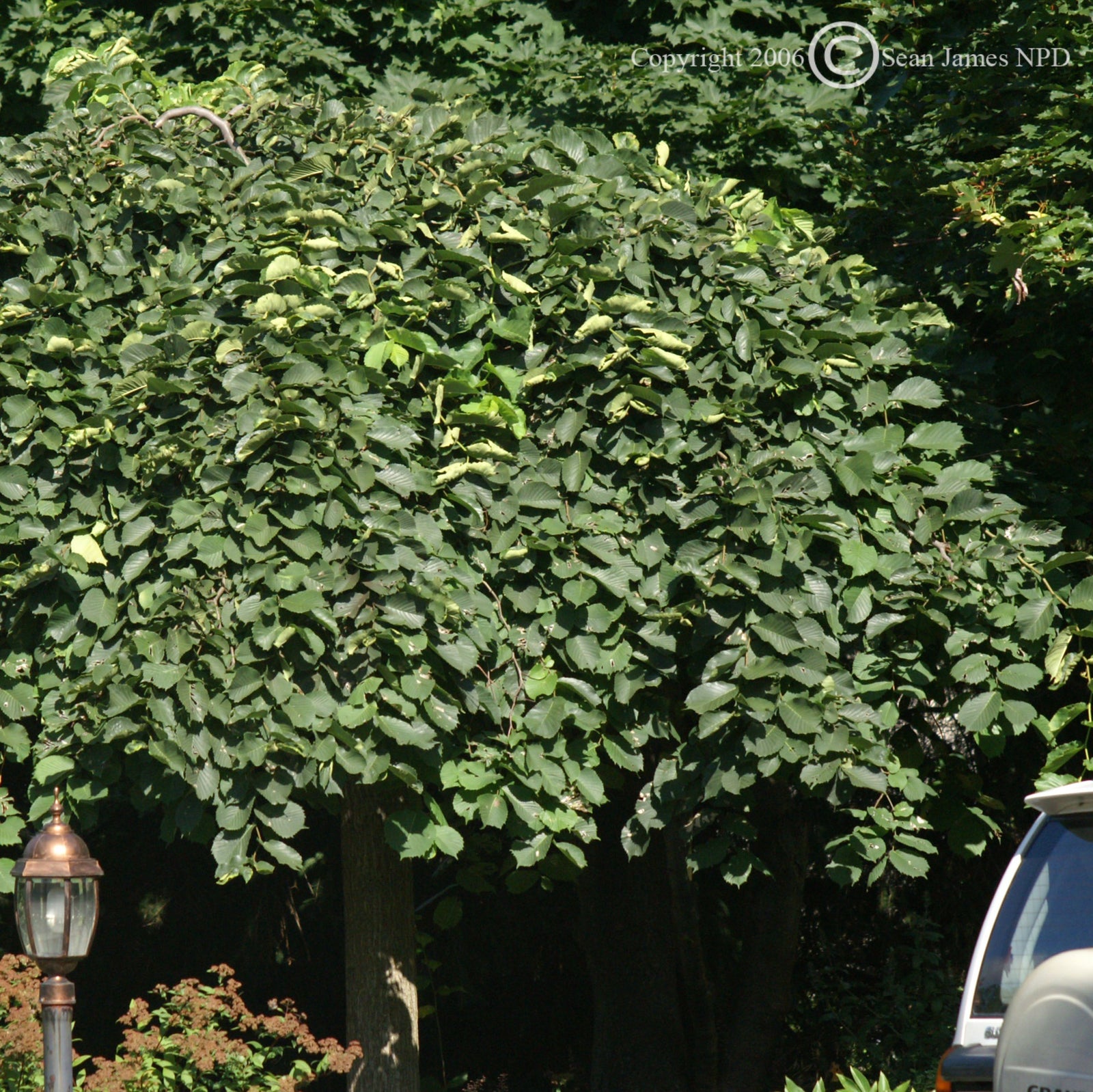 Ulmus glabra Pendula Weeping Elm
