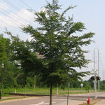 Ulmus x Triumph Morton Glossy Triumph Elm