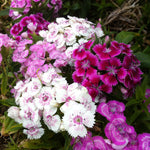 Dianthus barbatus Midget Mix Sweet William