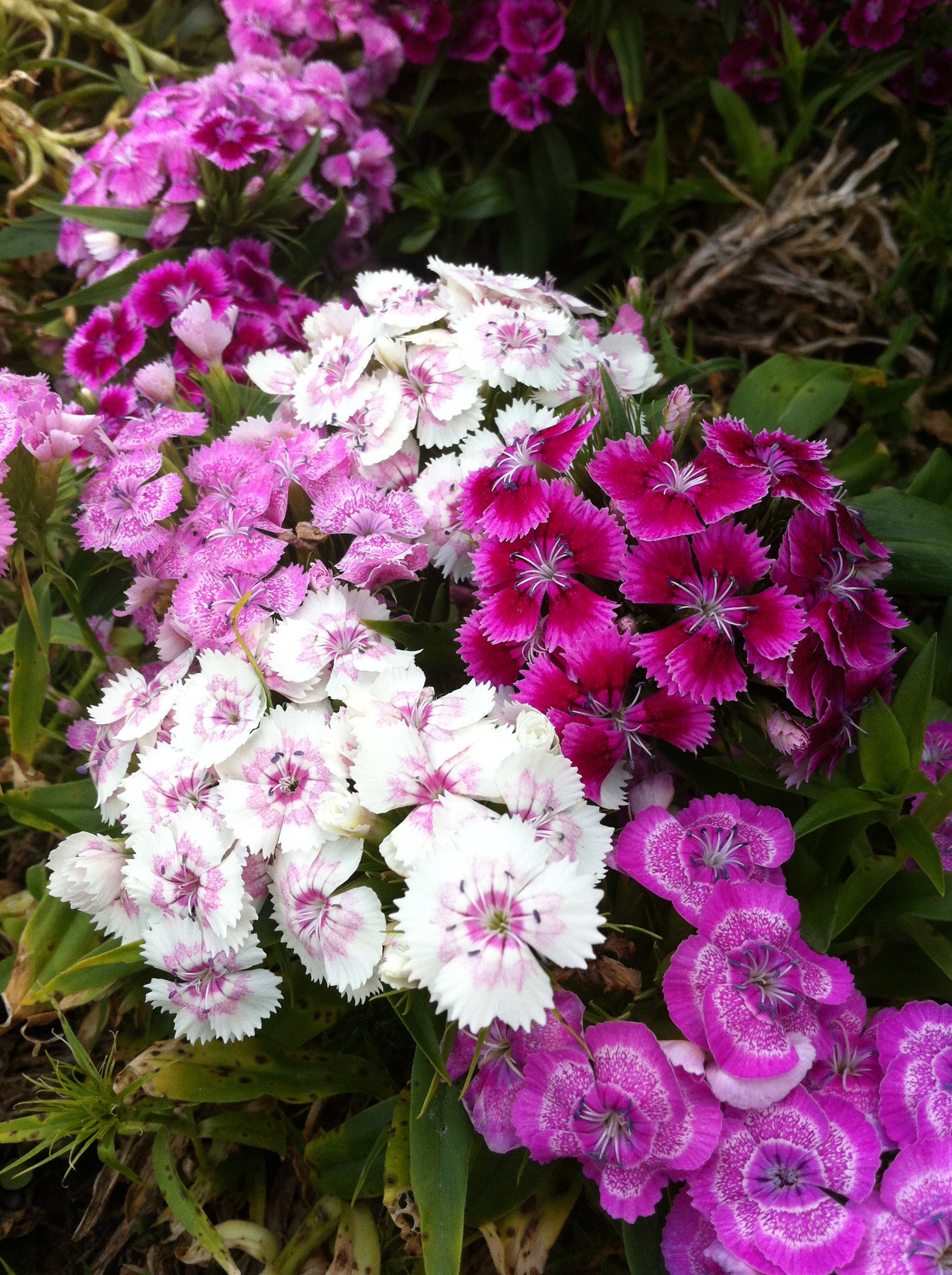 Dianthus barbatus Midget Mix Sweet William