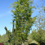 Zelkova serrata Musashino Musashino Zelkova