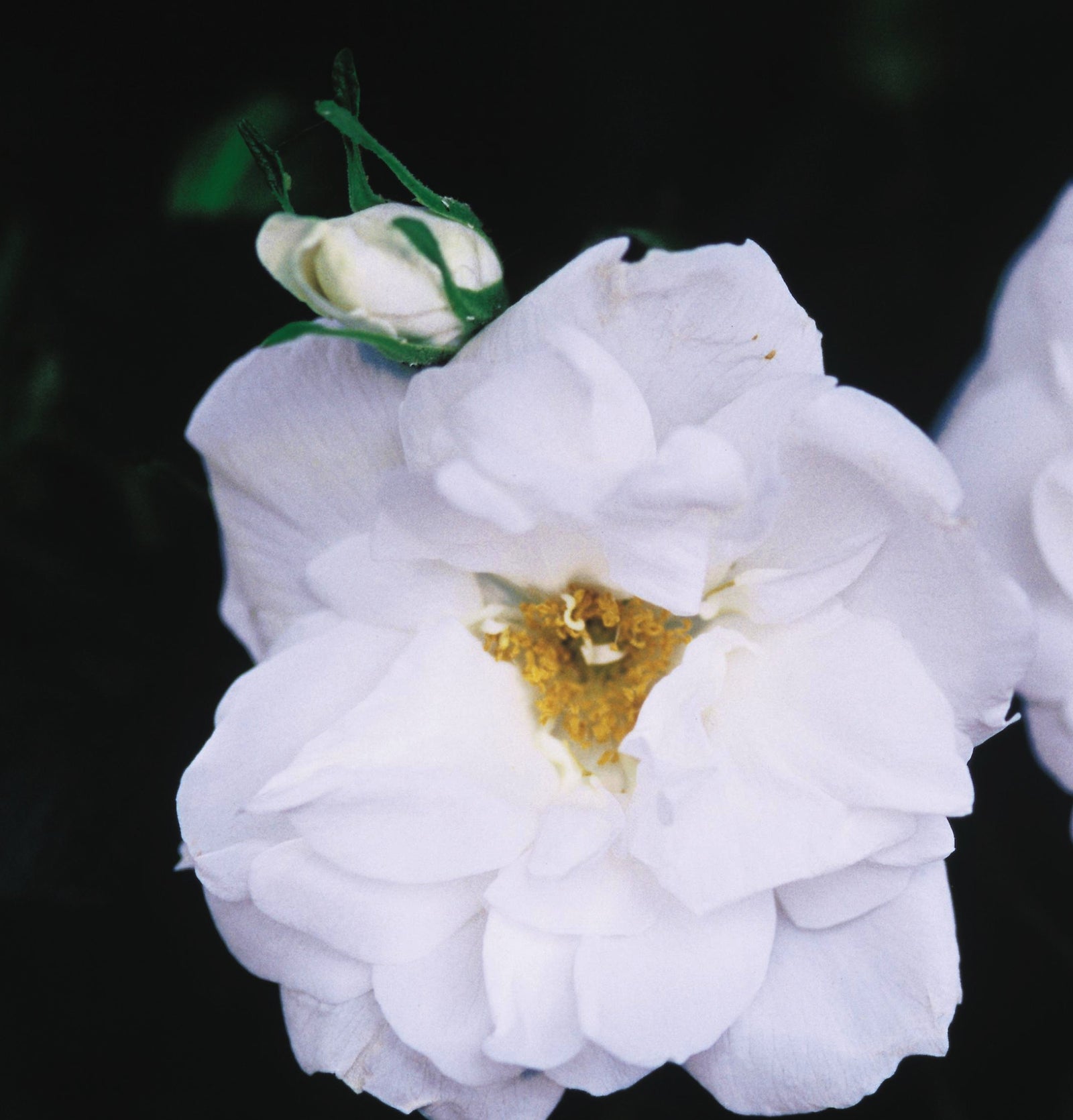 Rosa Blanc Double de Coubert Blanc Double de Coubert Rose