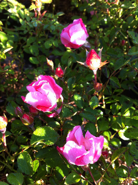 Carefree Delight Rose – GardenTap