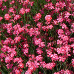 Dianthus deltoides Brilliant Maiden Pinks
