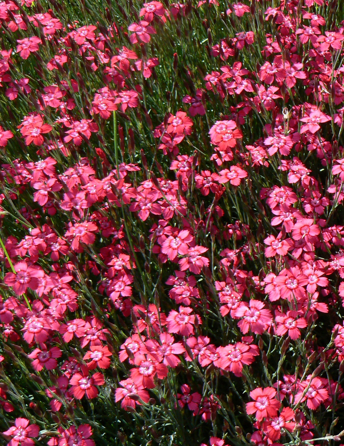 Dianthus deltoides Brilliant Maiden Pinks