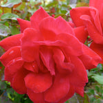 Rosa Knock Out Double Red RADtko PP16202, CPBR3104 Double Red Knock Out Rose