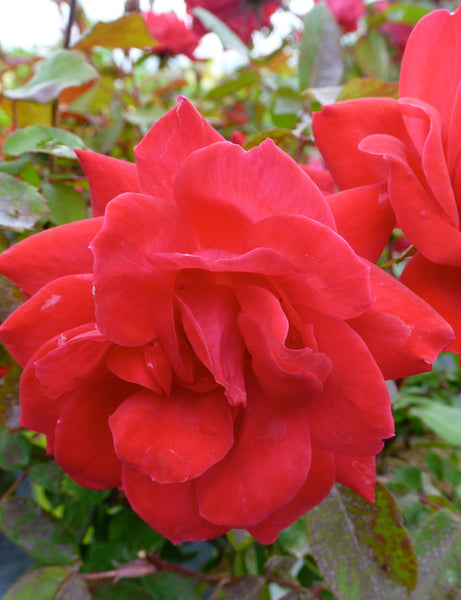 Double Red Knock Out® Rose – GardenTap