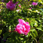 Rosa Flower Carpet Appleblossom NOAmel PP10239, CPBR0464 Apple Blossom Carpet Rose