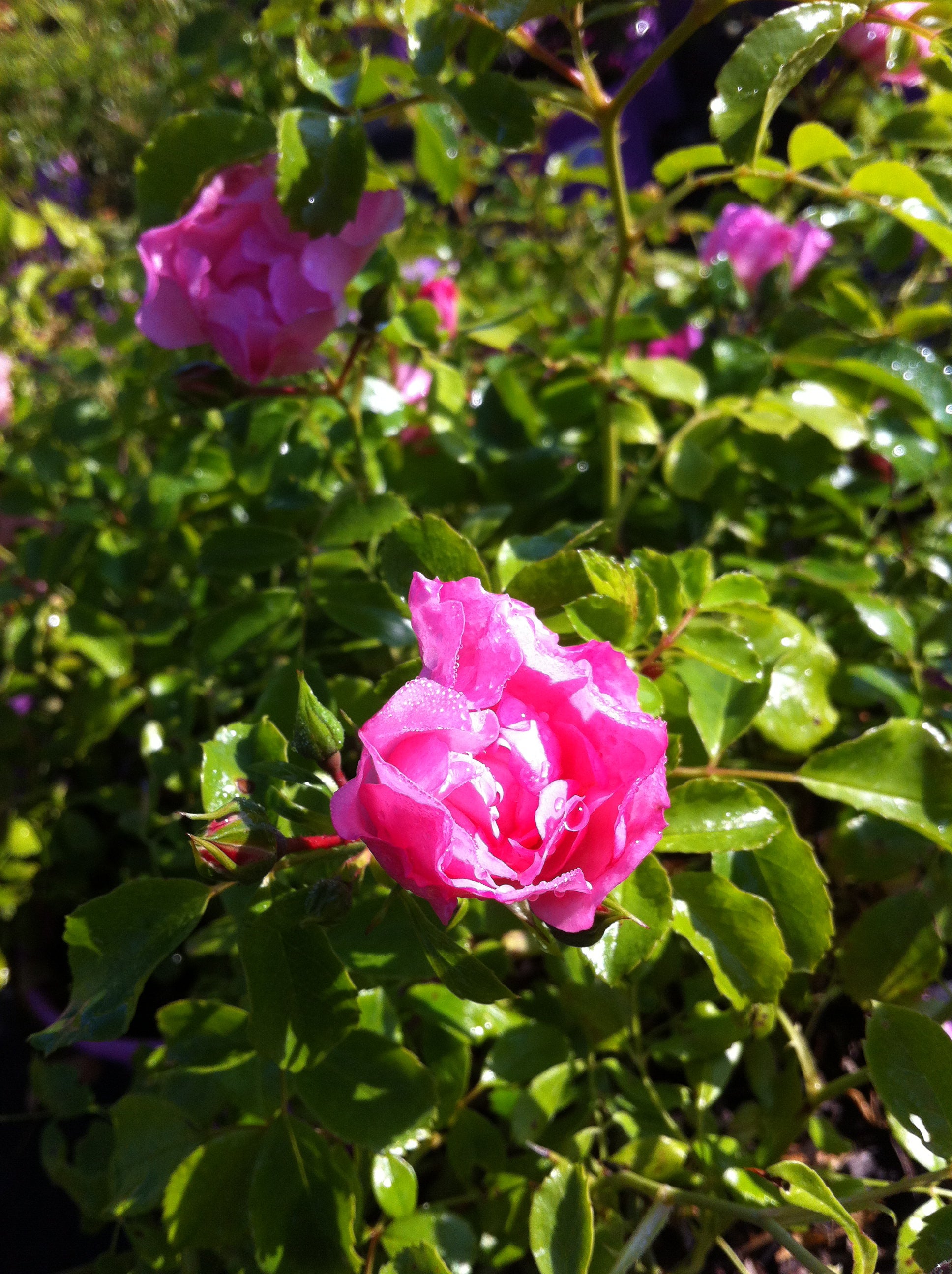 Rosa Flower Carpet Appleblossom NOAmel PP10239, CPBR0464 Apple Blossom Carpet Rose