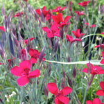 Dianthus deltoides Flashing Light Leuchtfunk Flashing Light Maiden Pinks