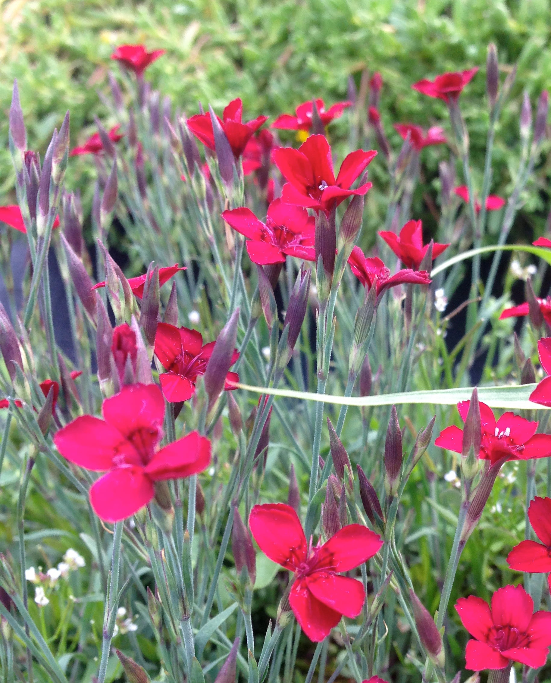 Dianthus deltoides Flashing Light Leuchtfunk Flashing Light Maiden Pinks