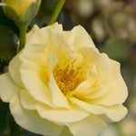Rosa Easy Elegance High Voltage BAIage High Voltage Rose