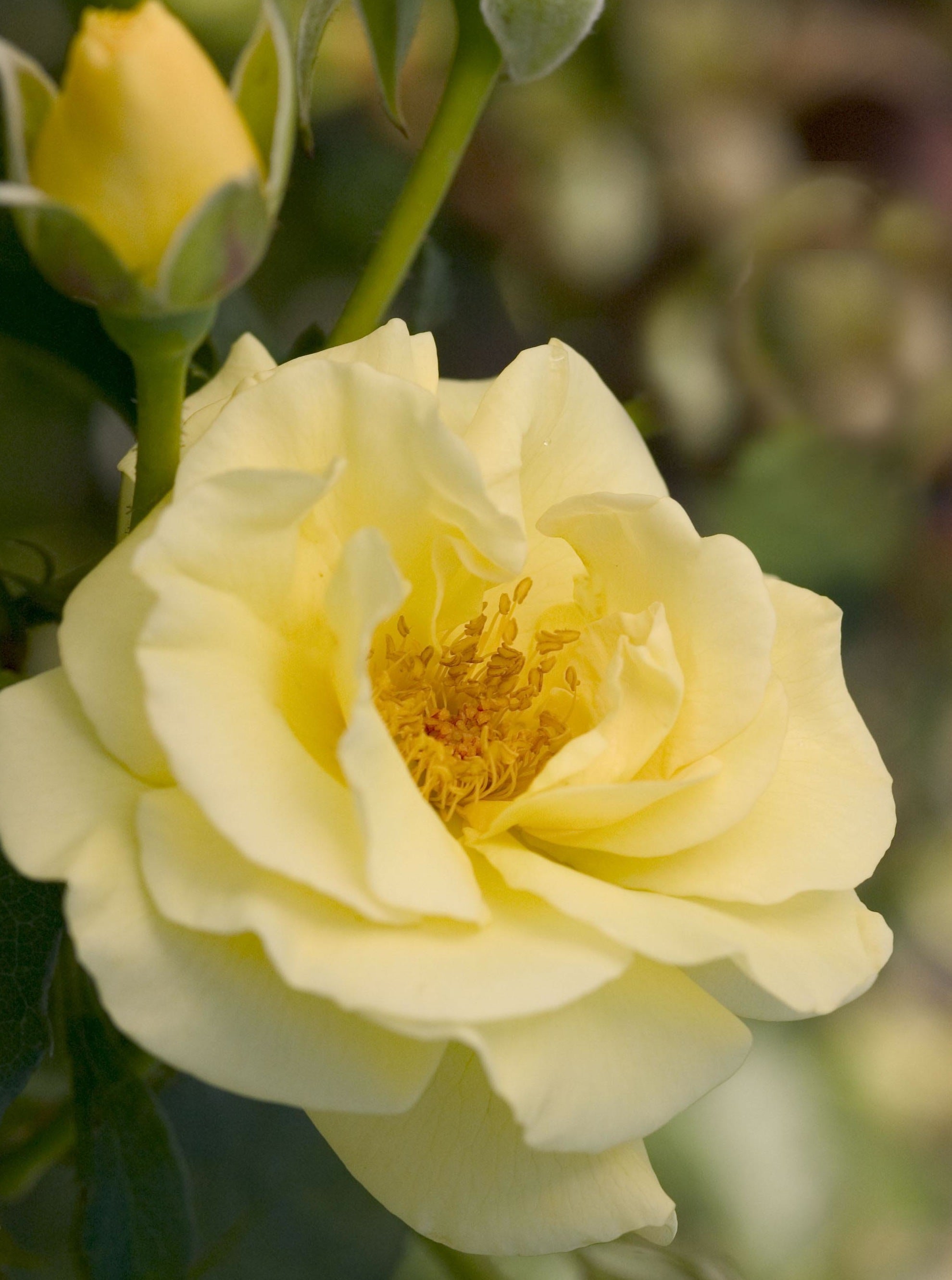 Rosa Easy Elegance High Voltage BAIage High Voltage Rose