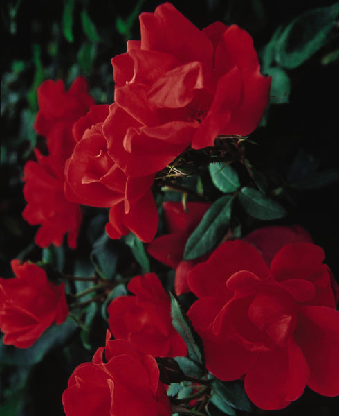 Red Knock Out® Rose – GardenTap