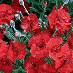 Dianthus x Devon Xera Fire Star PP14895, CPBR3111 Fire Star Dianthus