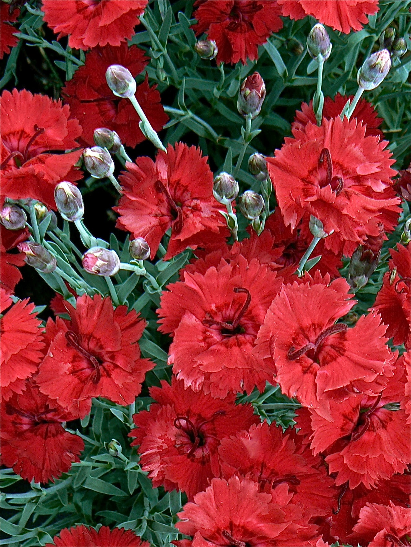 Dianthus x Devon Xera Fire Star PP14895, CPBR3111 Fire Star Dianthus