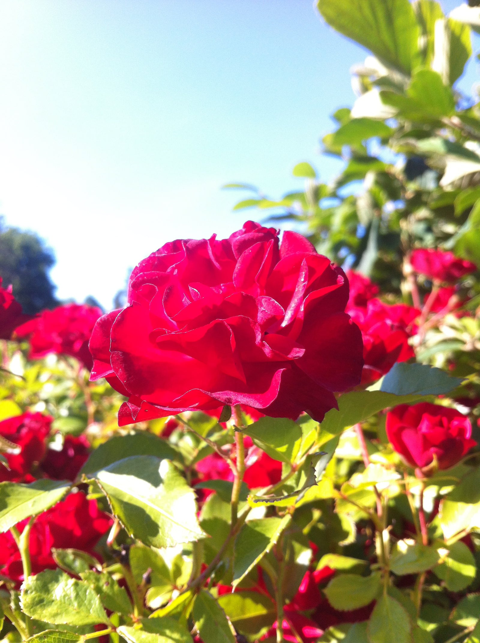Rosa Easy Elegance Mystic Fairy BAIfairy PP16131 Mystic Fairy Rose
