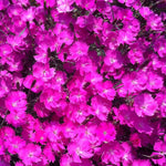 Dianthus gratianopolitanus Fire Witch Feuerhexi Fire Witch Pinks