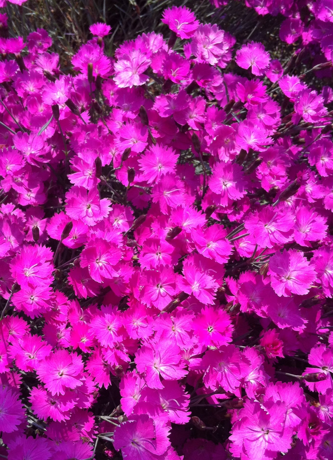Dianthus gratianopolitanus Fire Witch Feuerhexi Fire Witch Pinks