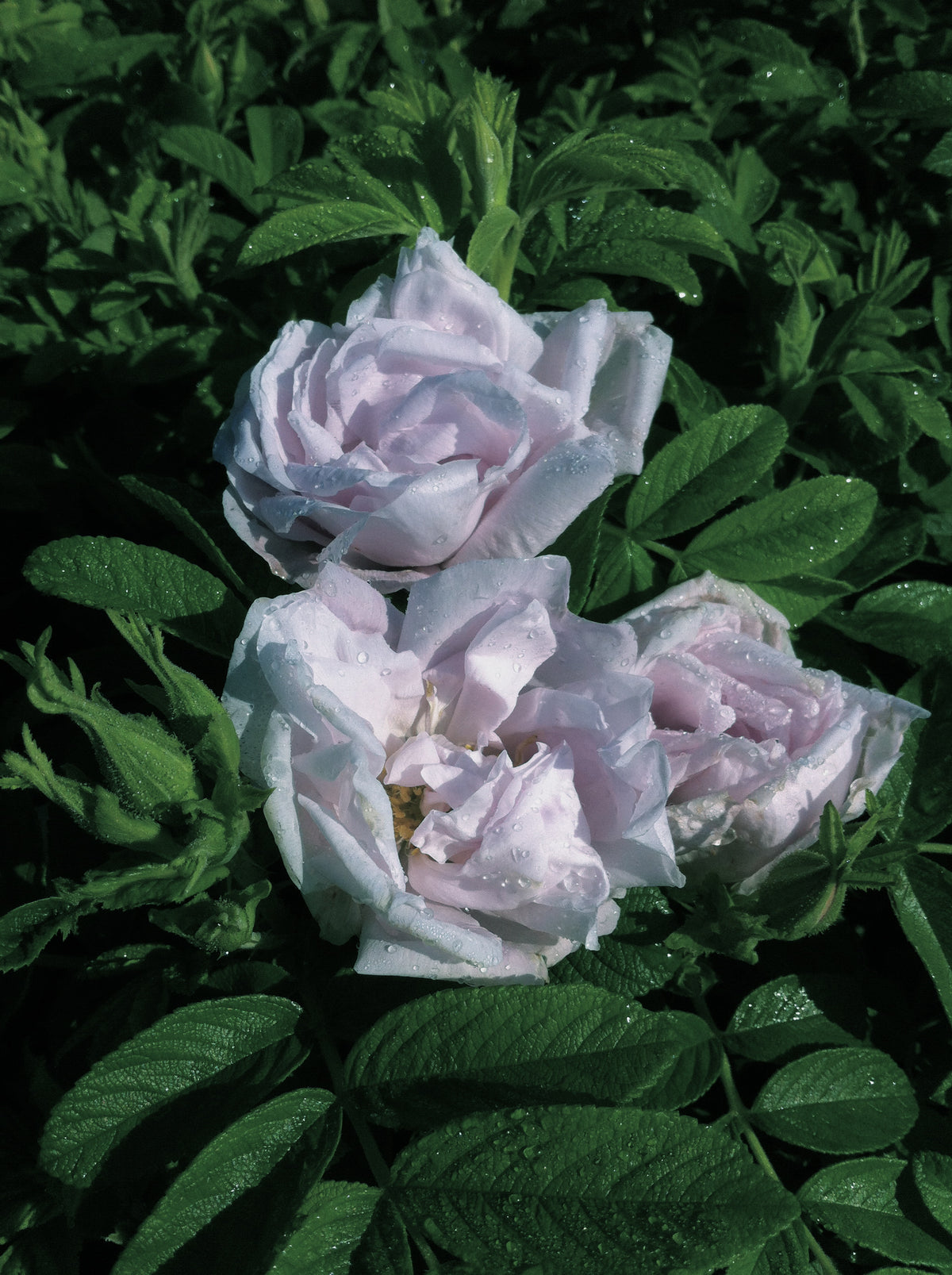 Pave Roses Snow Pavement Rose – GardenTap