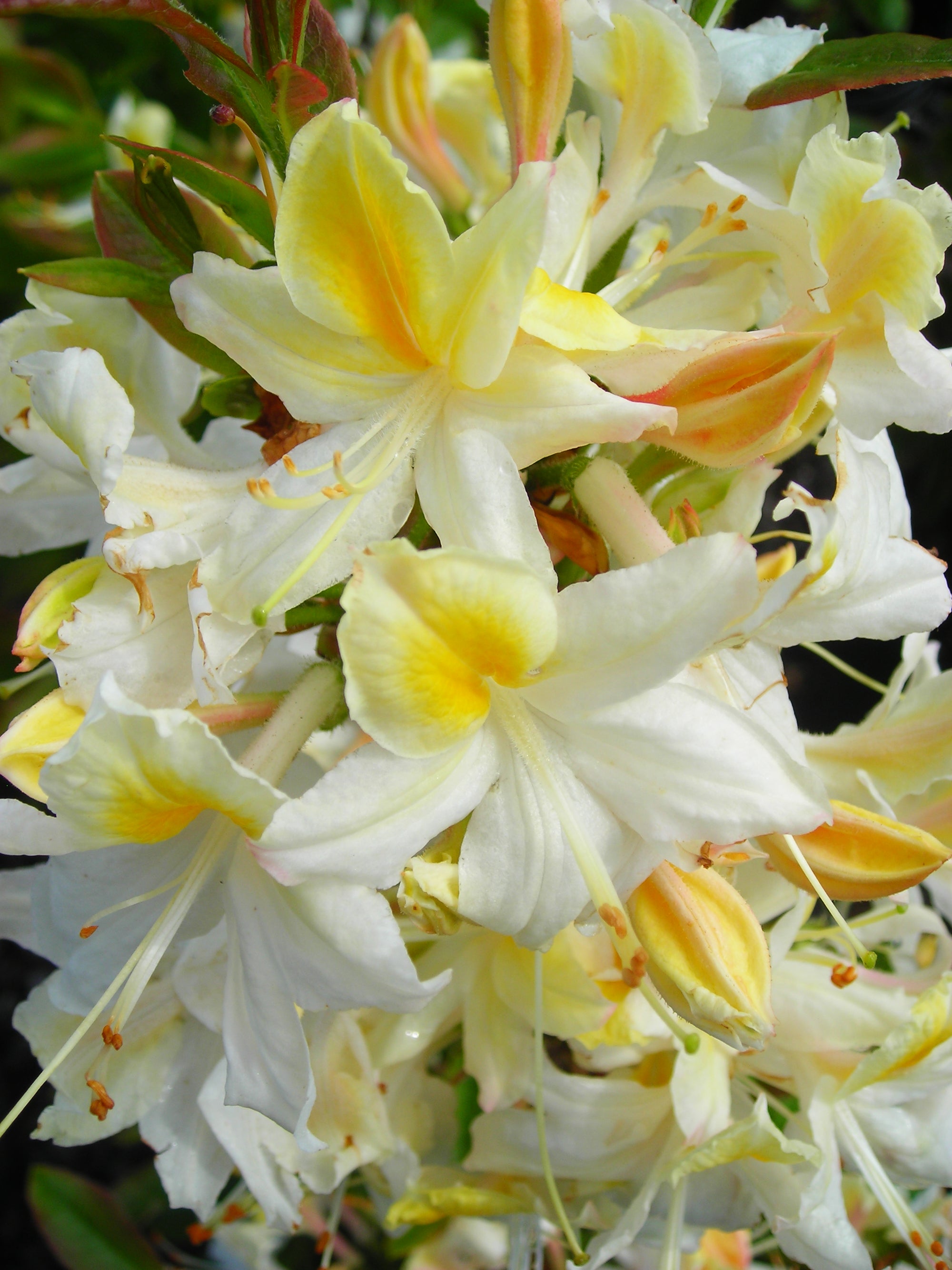 Azalea Northern Hi lights Northern Hi lights Azalea