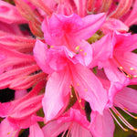 Azalea Rosy Lights Rosy Lights Azalea