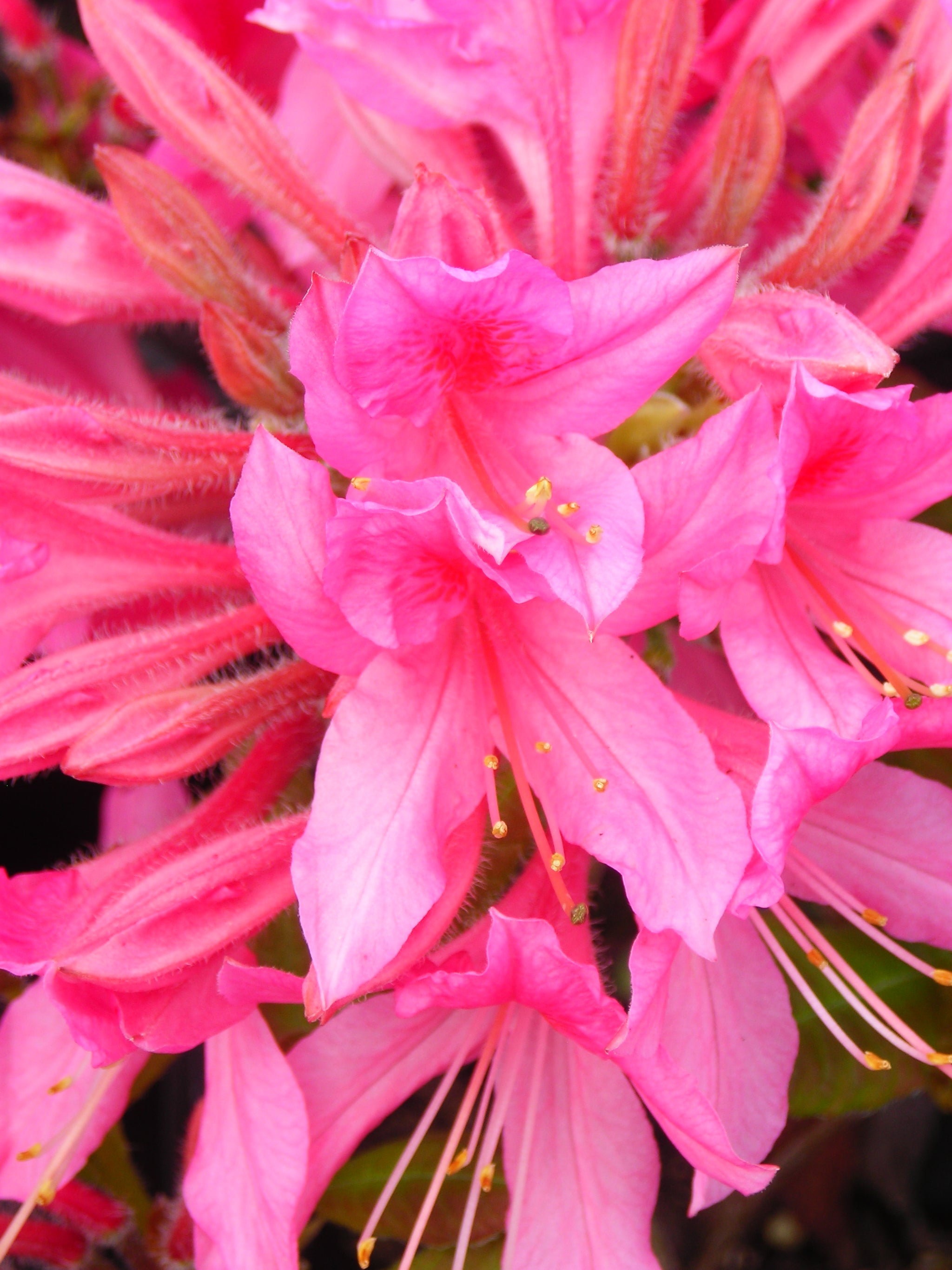 Azalea Rosy Lights Rosy Lights Azalea