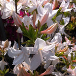 Azalea White Lights White Lights Azalea