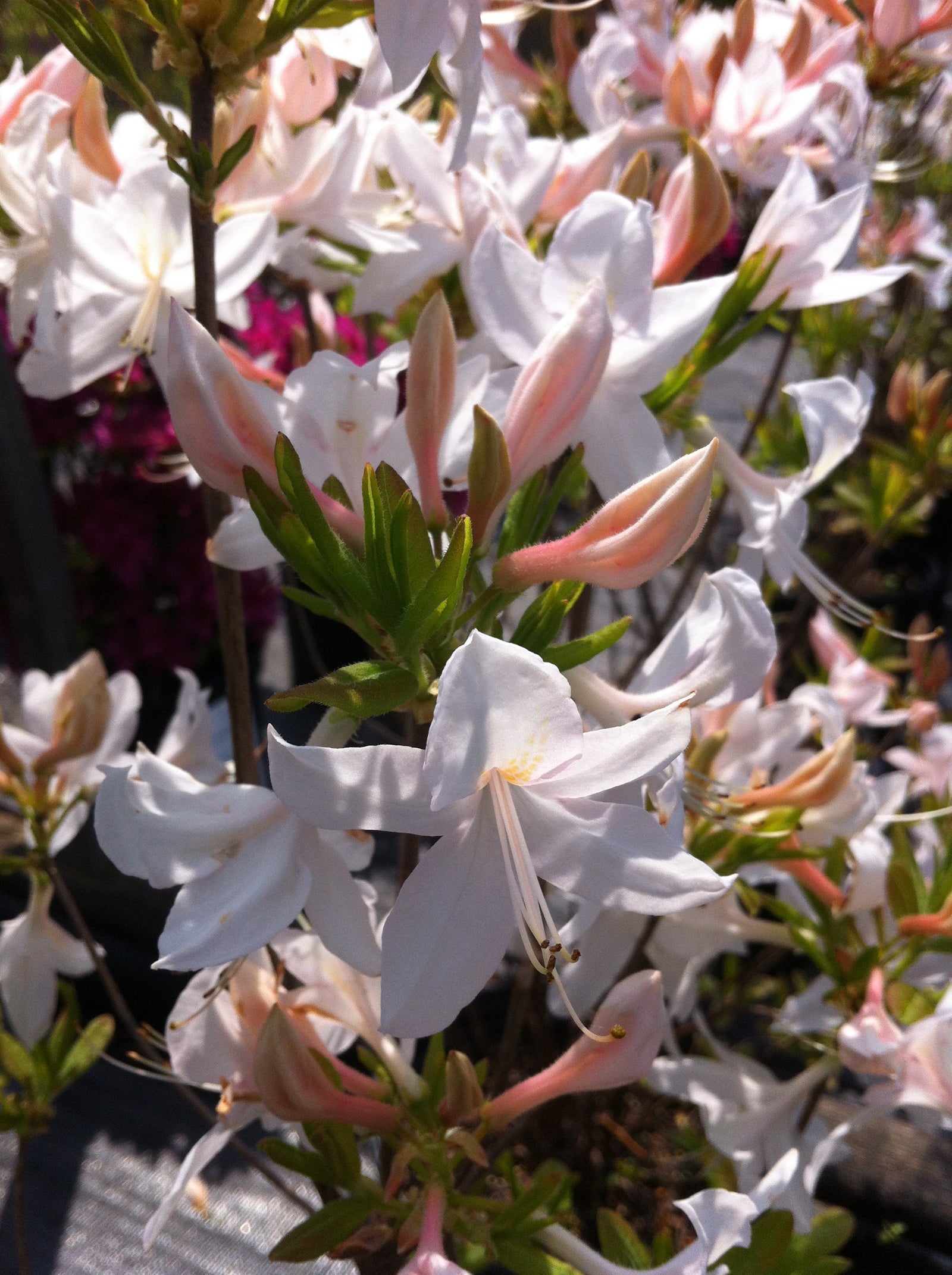 Azalea White Lights White Lights Azalea