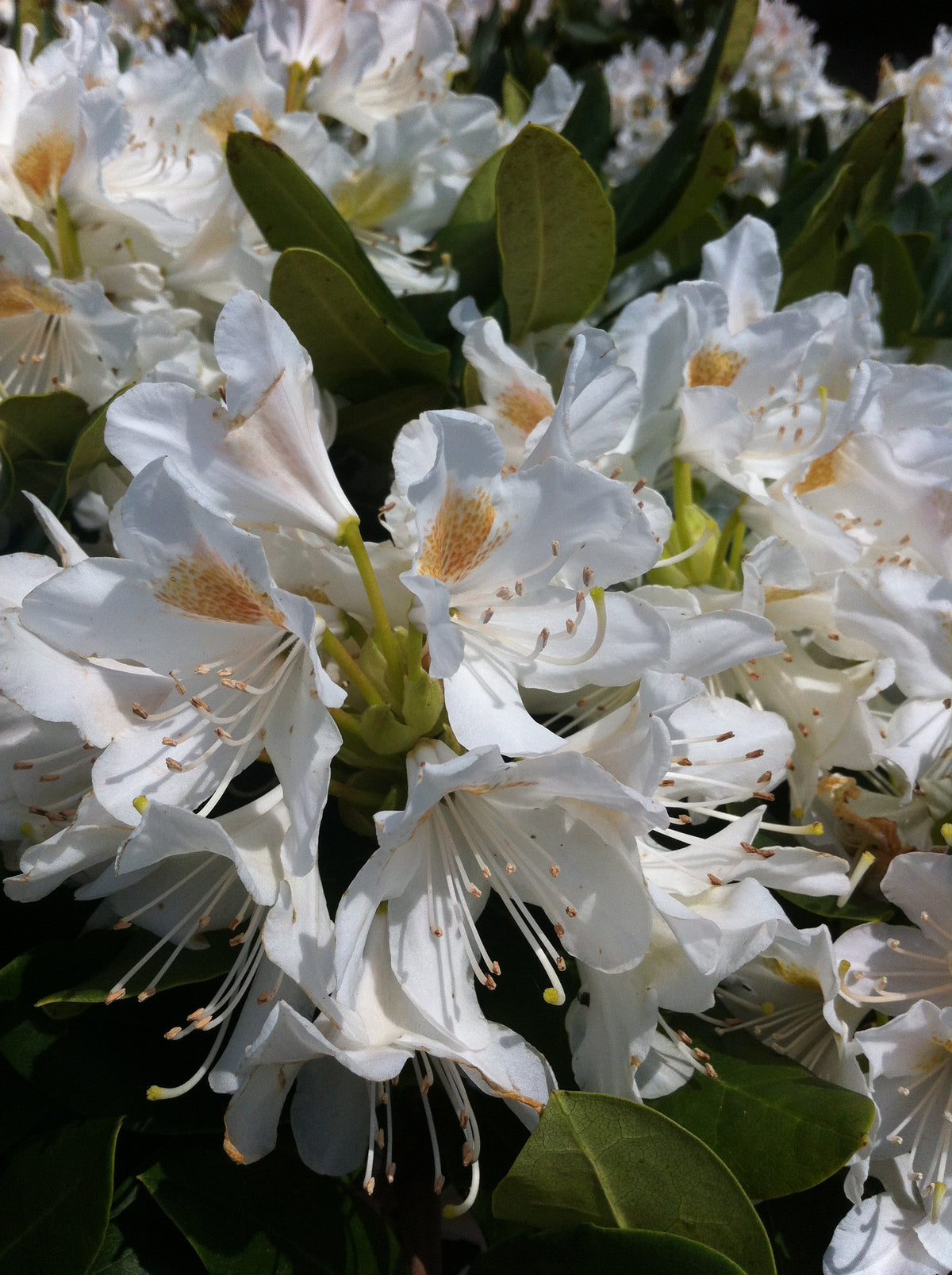 White Insect Rhododendron Cunningham's White Rhododendron – GardenTap