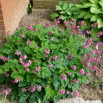 Dicentra formosa Luxuriant Fern leaved Bleedingheart