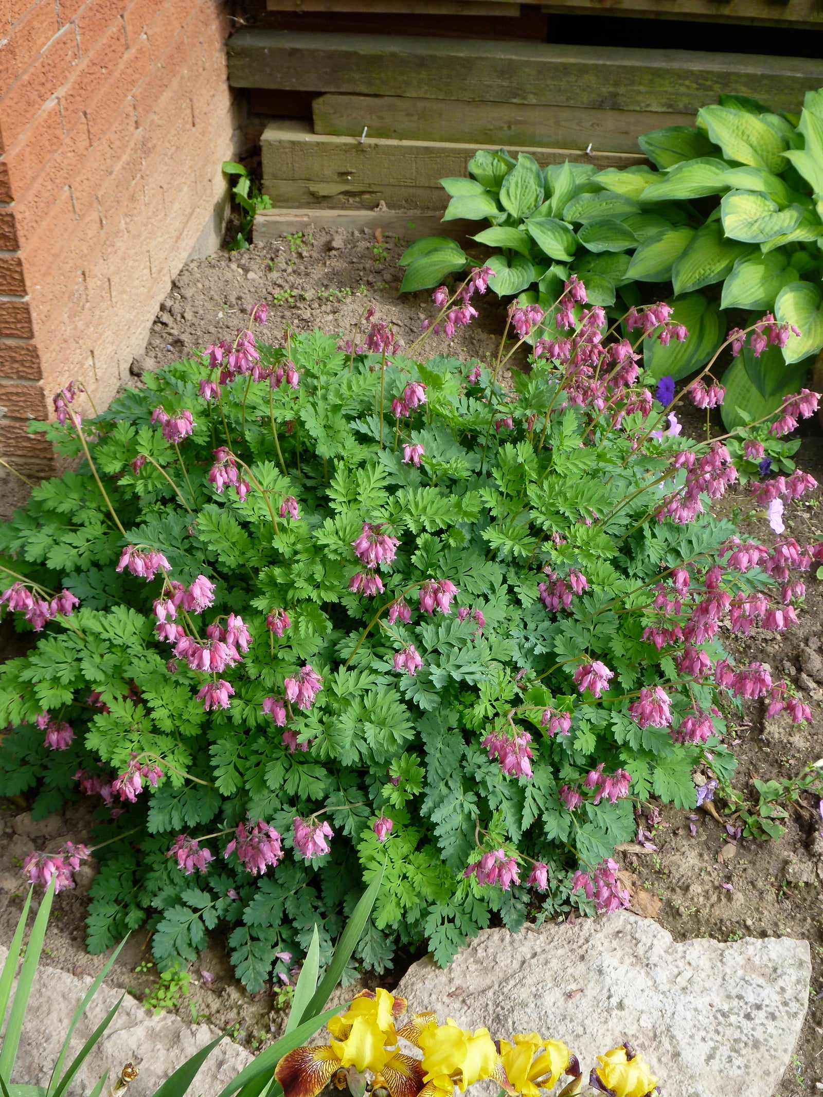 Dicentra formosa Luxuriant Luxuriant Fern leaved Bleedingheart
