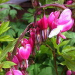 Dicentra spectabilis Bleedingheart