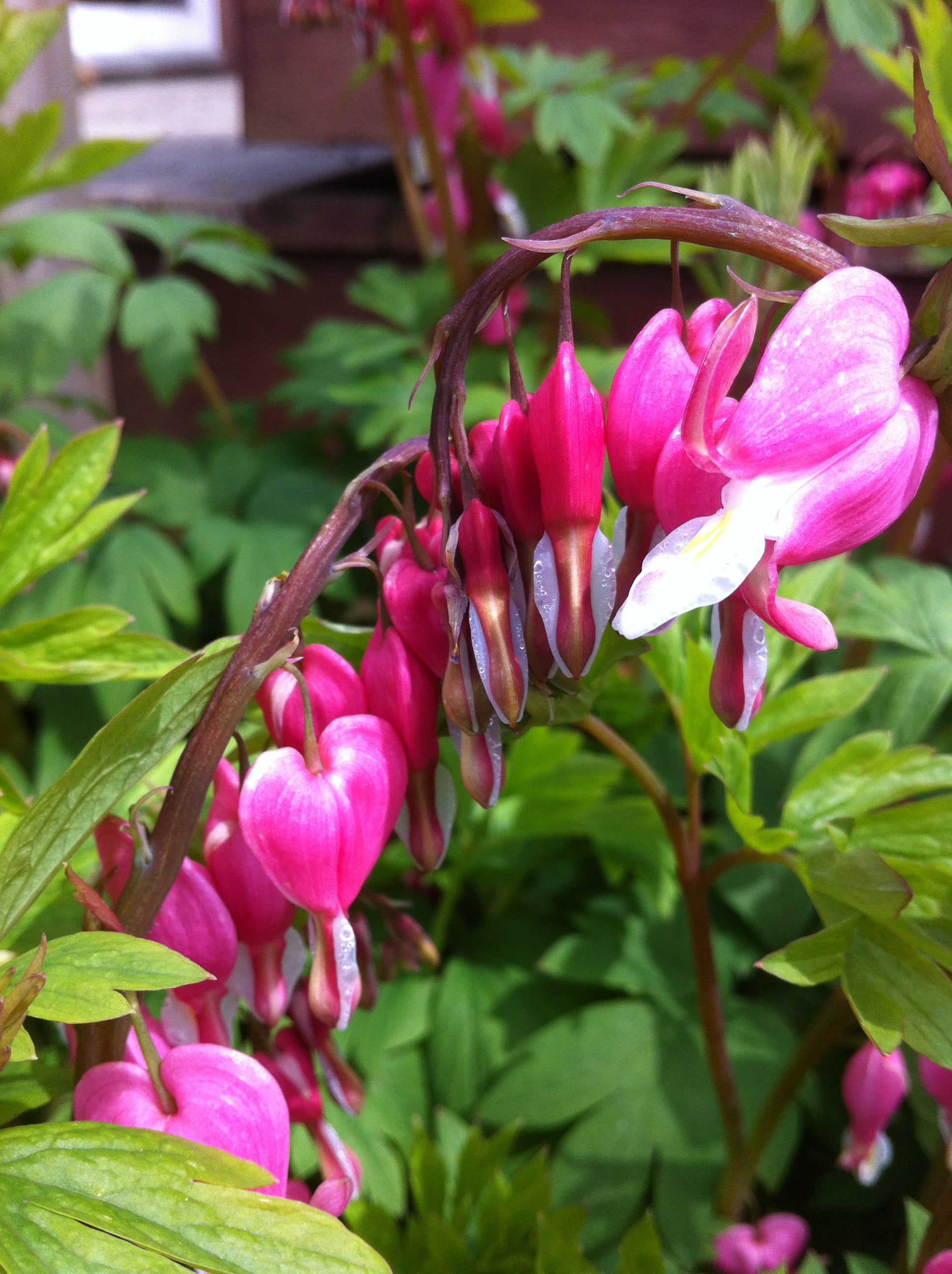 Dicentra spectabilis Bleedingheart