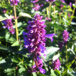 Agastache x Blue Boa PP24050, COPF Hyssop