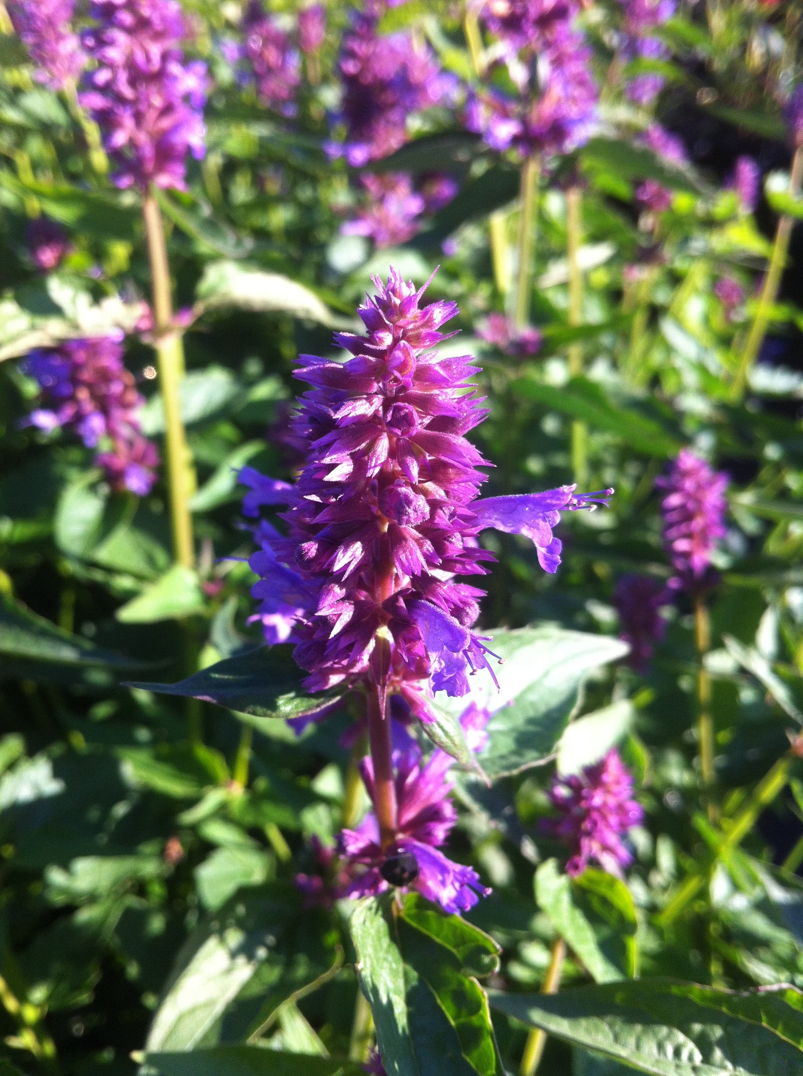 Agastache x Blue Boa PP24050, COPF Hyssop