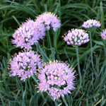 Allium senescens var. glaucum Pink Curly Onion