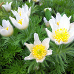 Anemone pulsatilla vulgaris Alba Pasque Flower