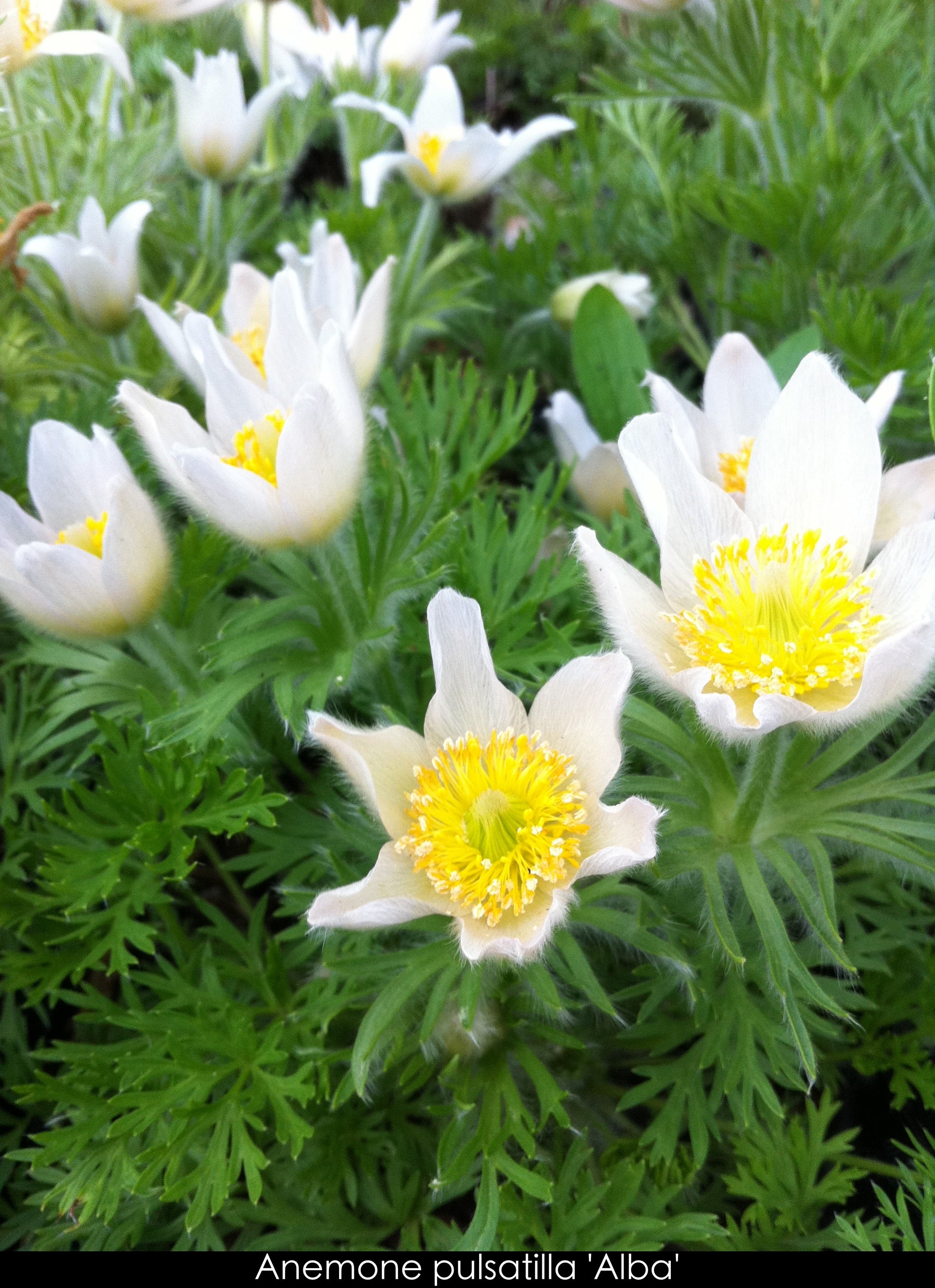 Anemone pulsatilla vulgaris Alba White Pasque Flower