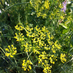 Anethum graveolens Dill