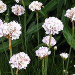 Armeria maritima Alba Sea Thrift