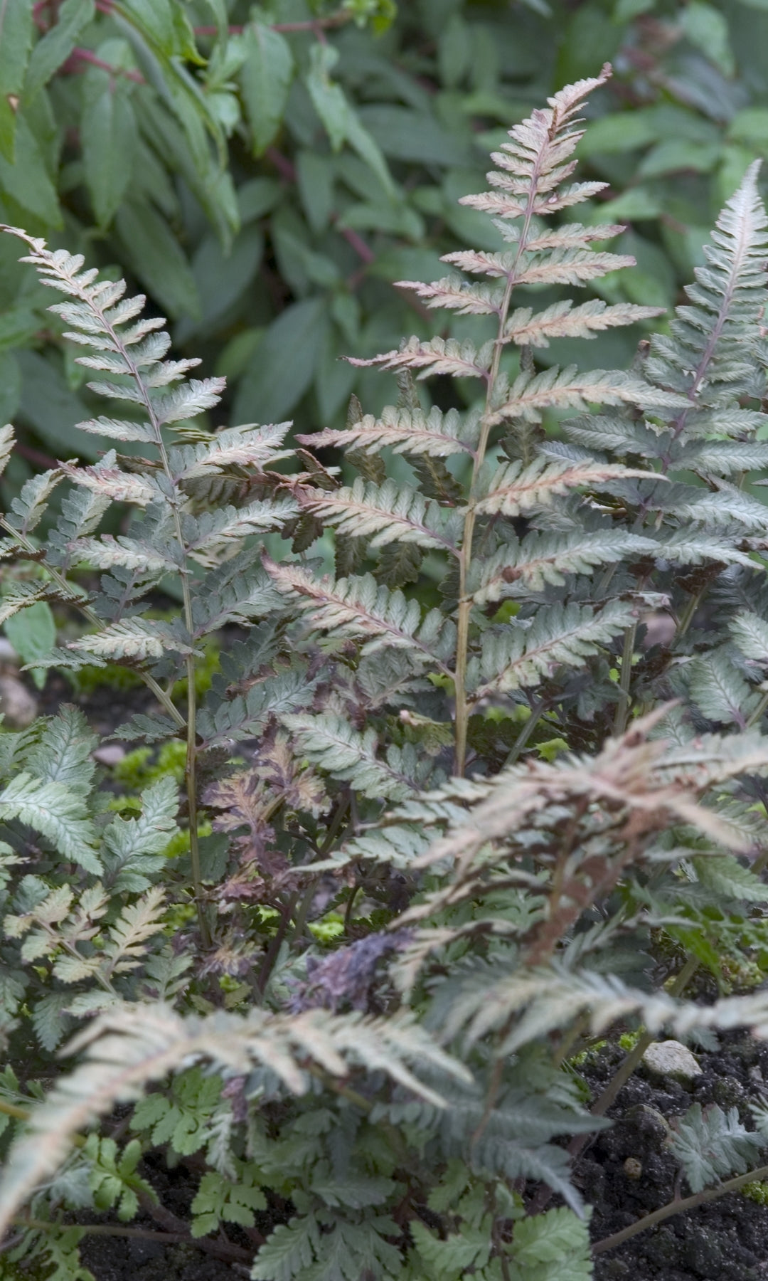 Athyrium niponicum Red Beauty Japanese Painted Fern