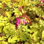 Dicentra spectabilis Gold Heart CPBR0974, COPF Bleedingheart
