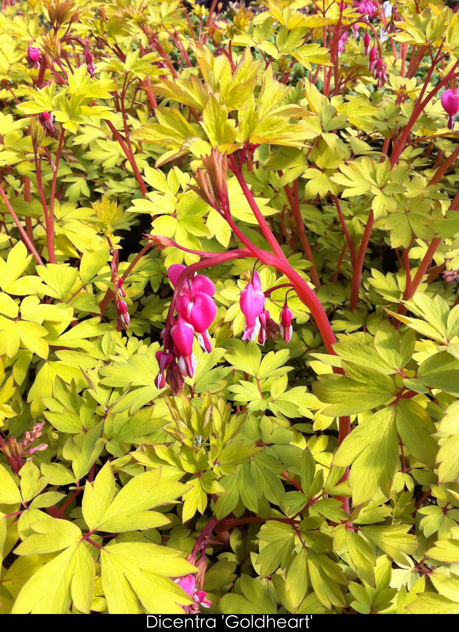 Dicentra spectabilis Gold Heart CPBR0974, COPF Bleedingheart